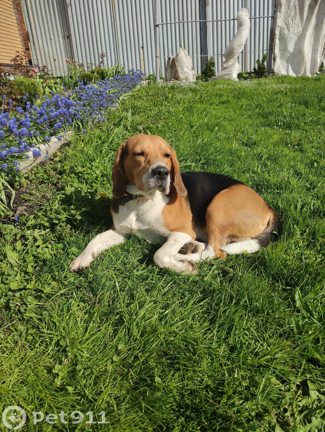 Пропала собака в Туле — фото объявления