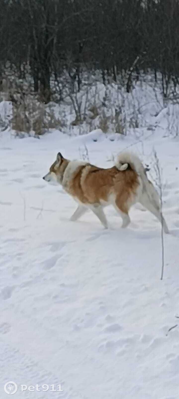 Пропала собака в Туле — фото объявления
