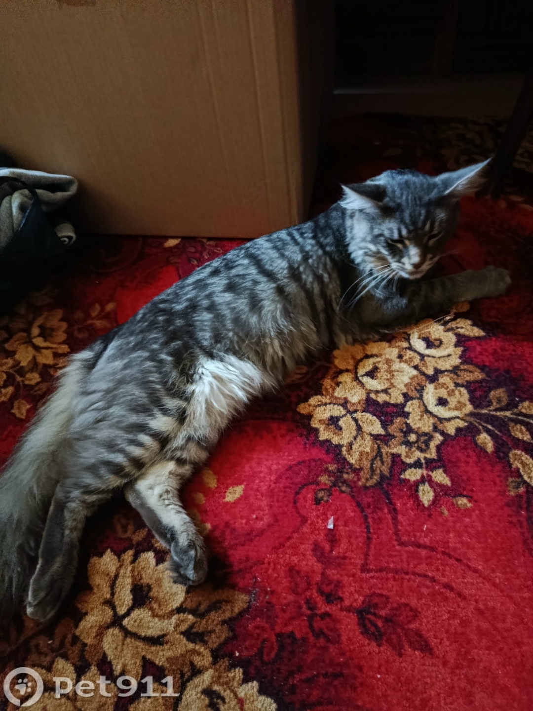 Пропала кошка в Туле — фото объявления