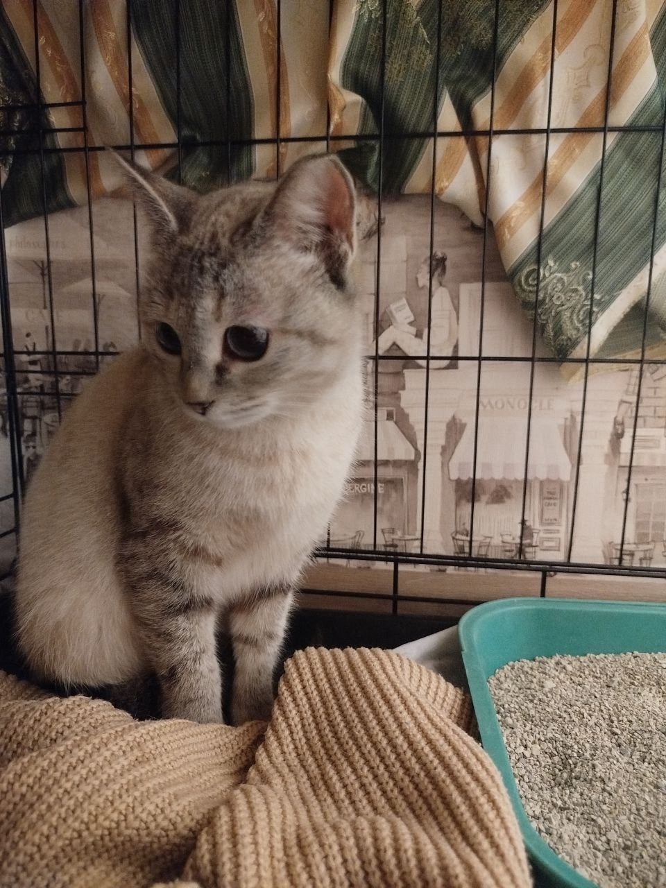 Найдена собака в Туле — фото объявления