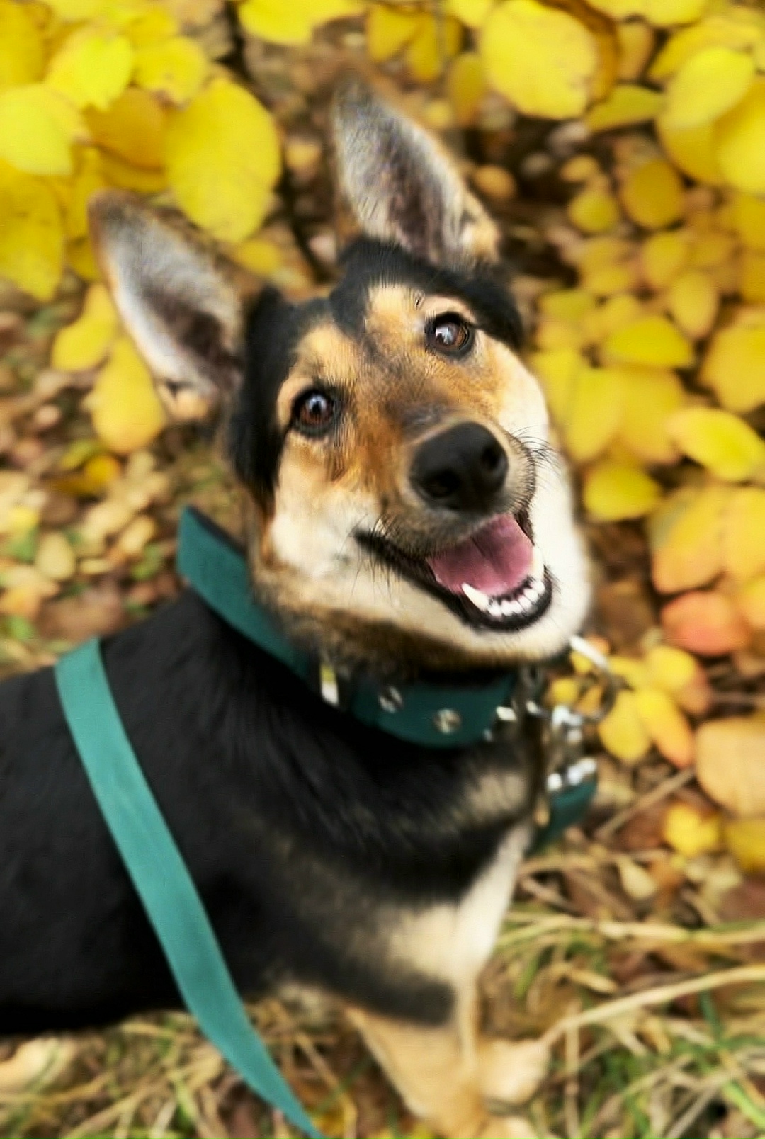 Найдена собака в Туле — фото объявления