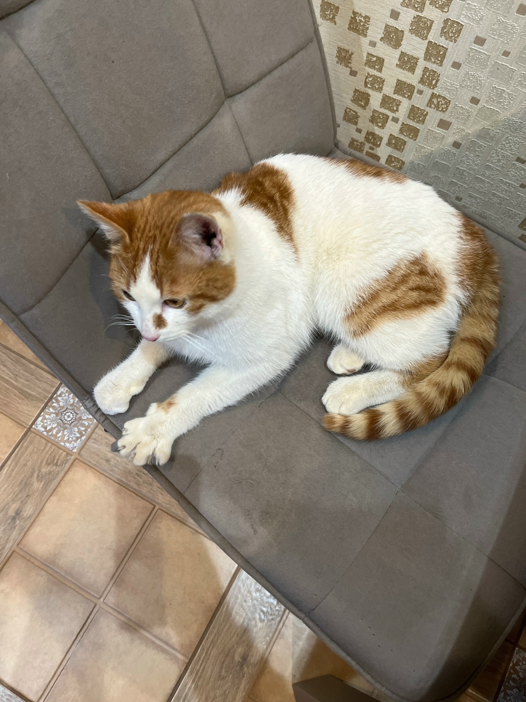 Найдена собака в Туле — фото объявления