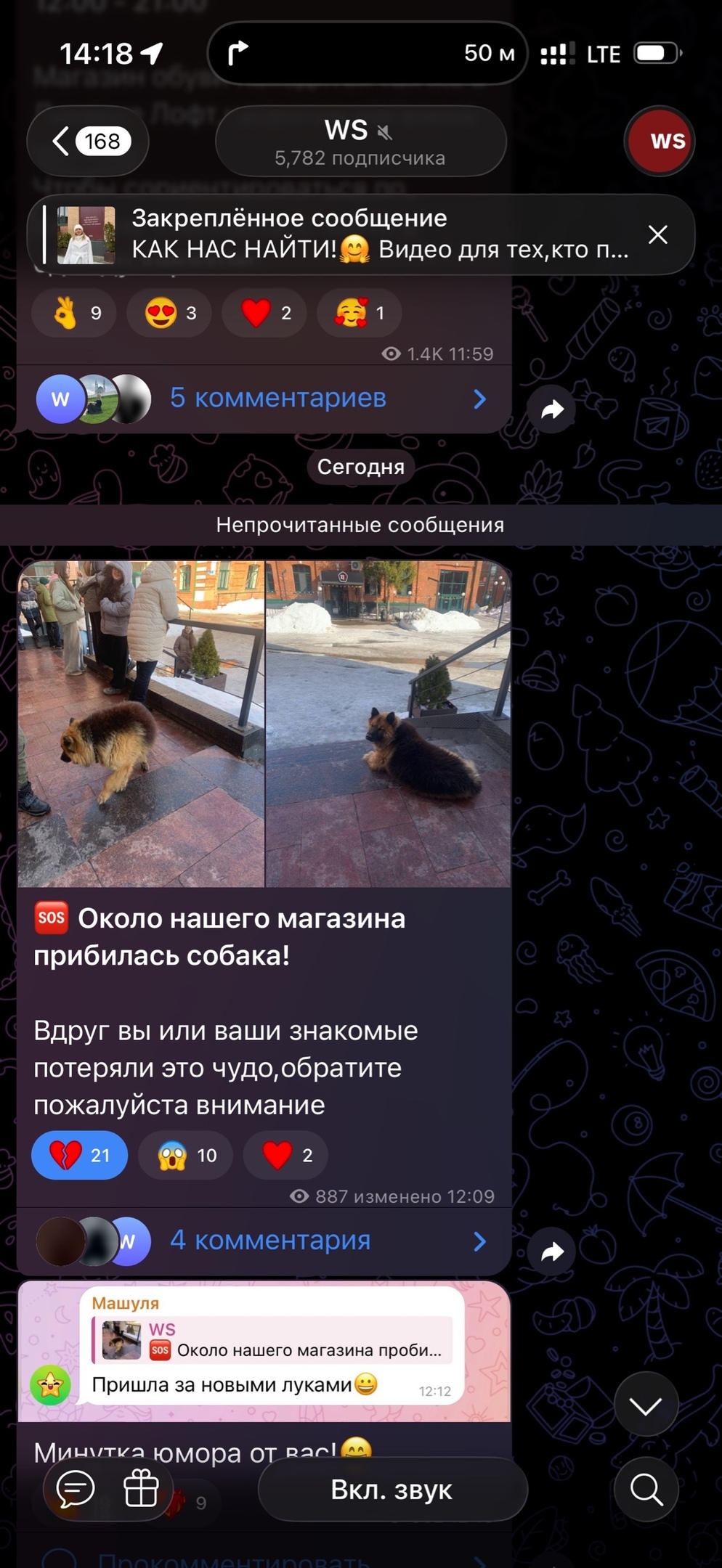 Пропала собака в Туле — фото объявления