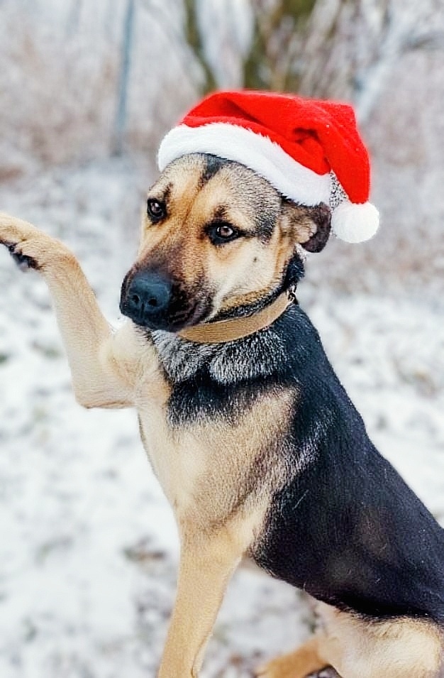 Найдена собака в Туле — фото объявления