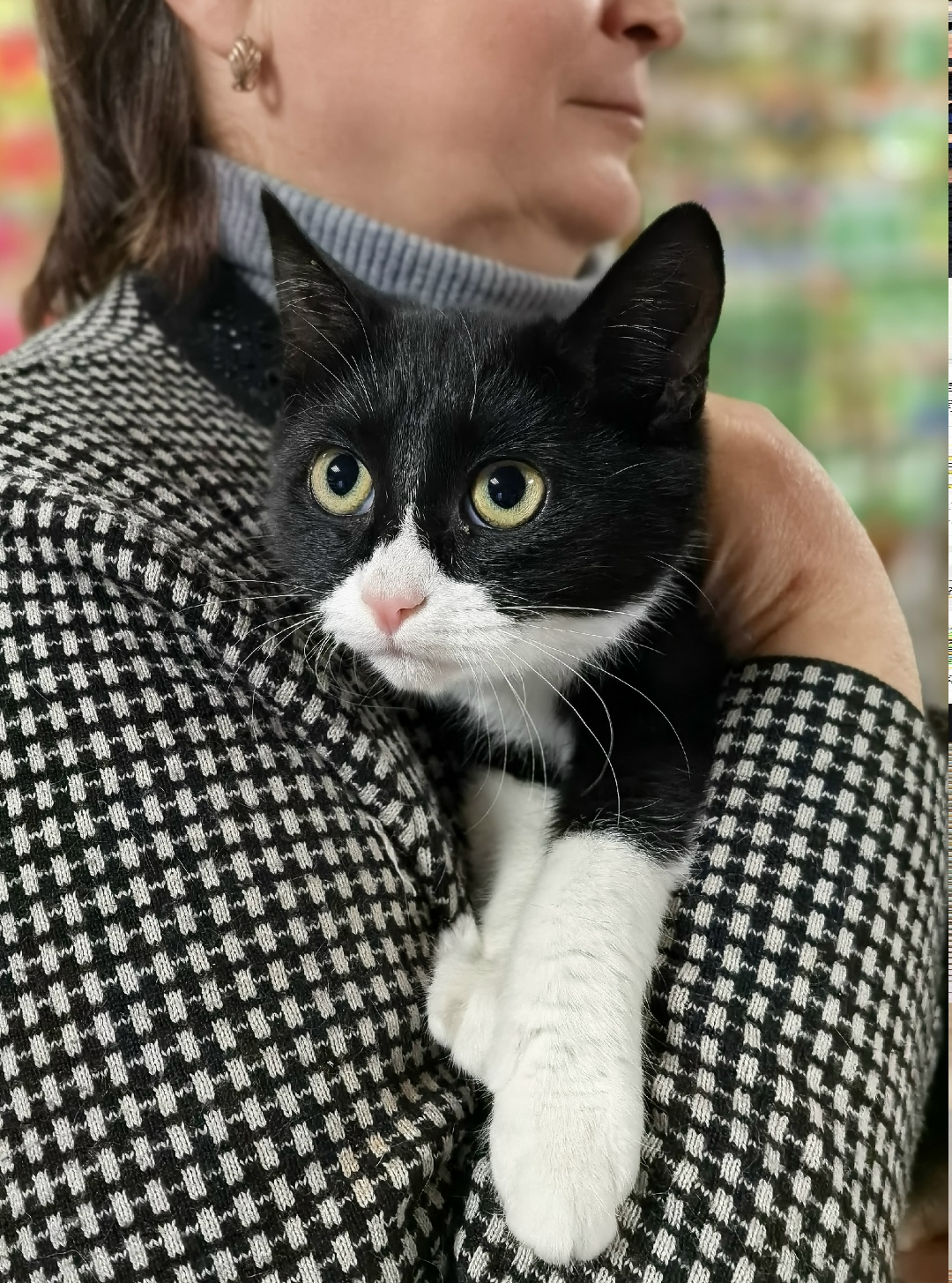 Пропала кошка в Туле — фото объявления