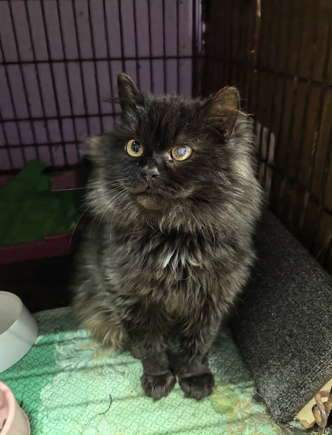 Найдена собака в Туле — фото объявления