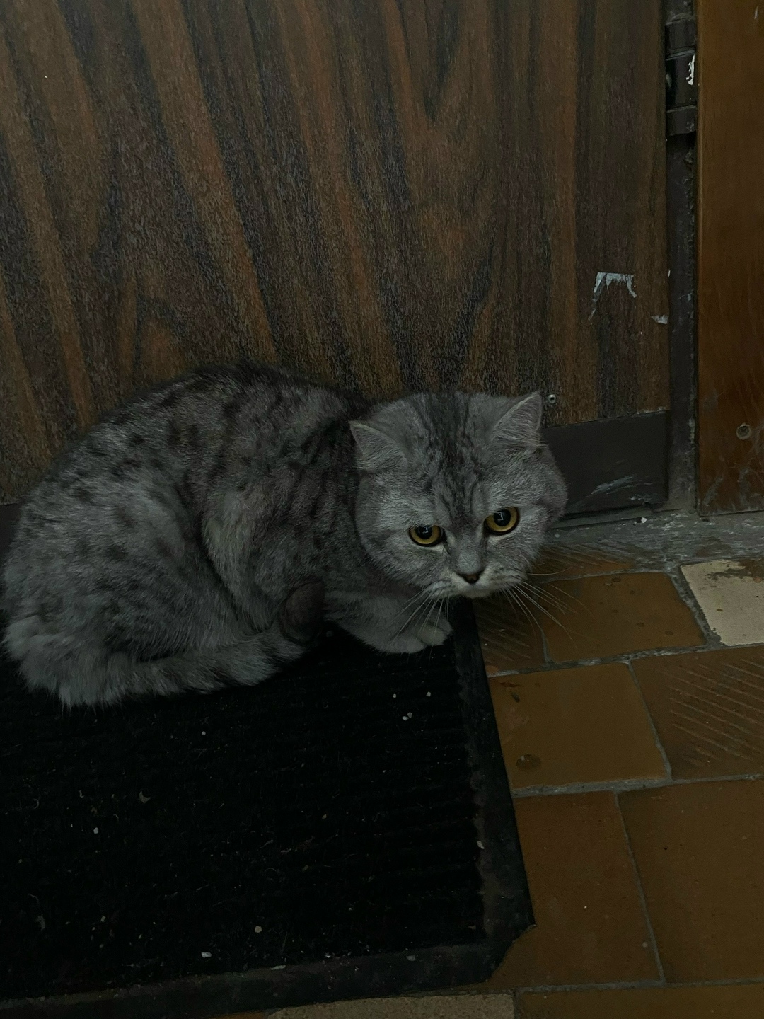 Найдена кошка в Туле — фото объявления