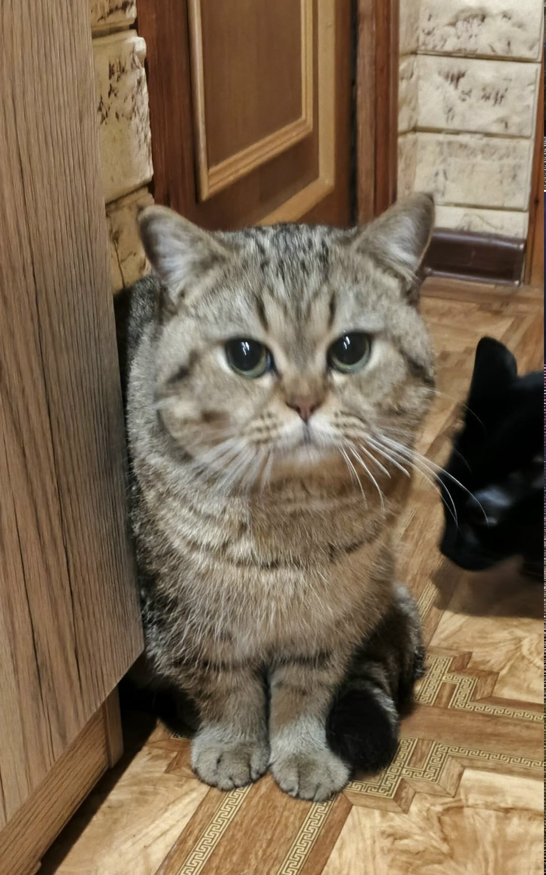 Найдена кошка в Туле — фото объявления