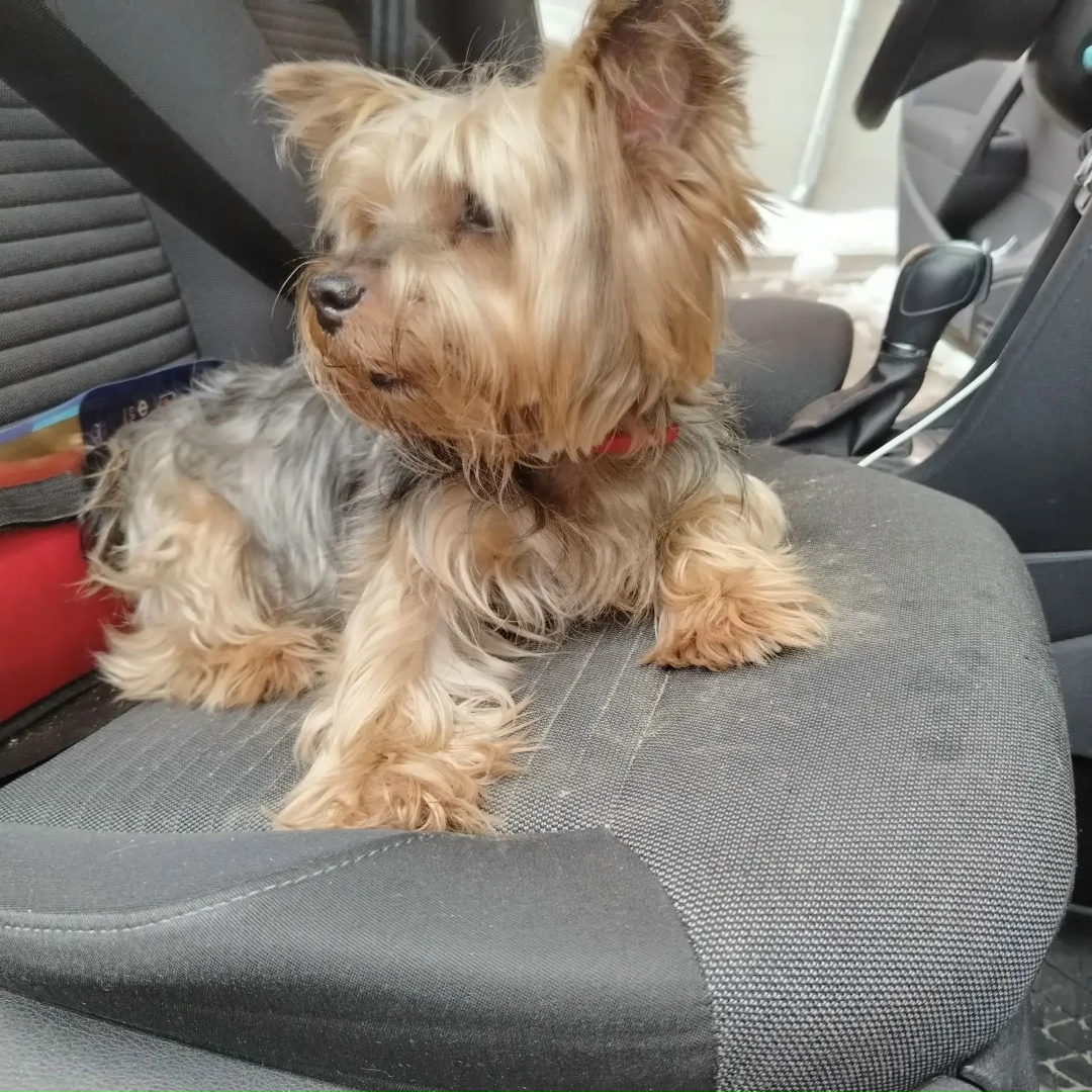 Найдена собака в Туле — фото объявления