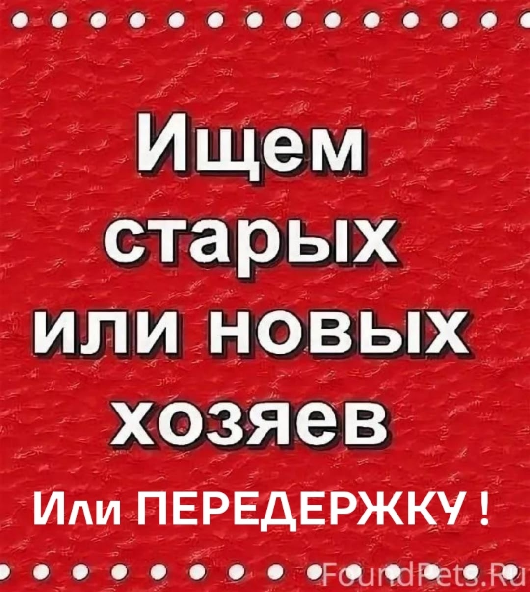 Пропала собака в Туле — фото объявления