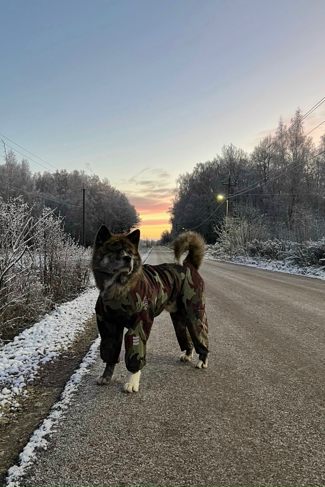 Пропала собака в Туле — фото объявления