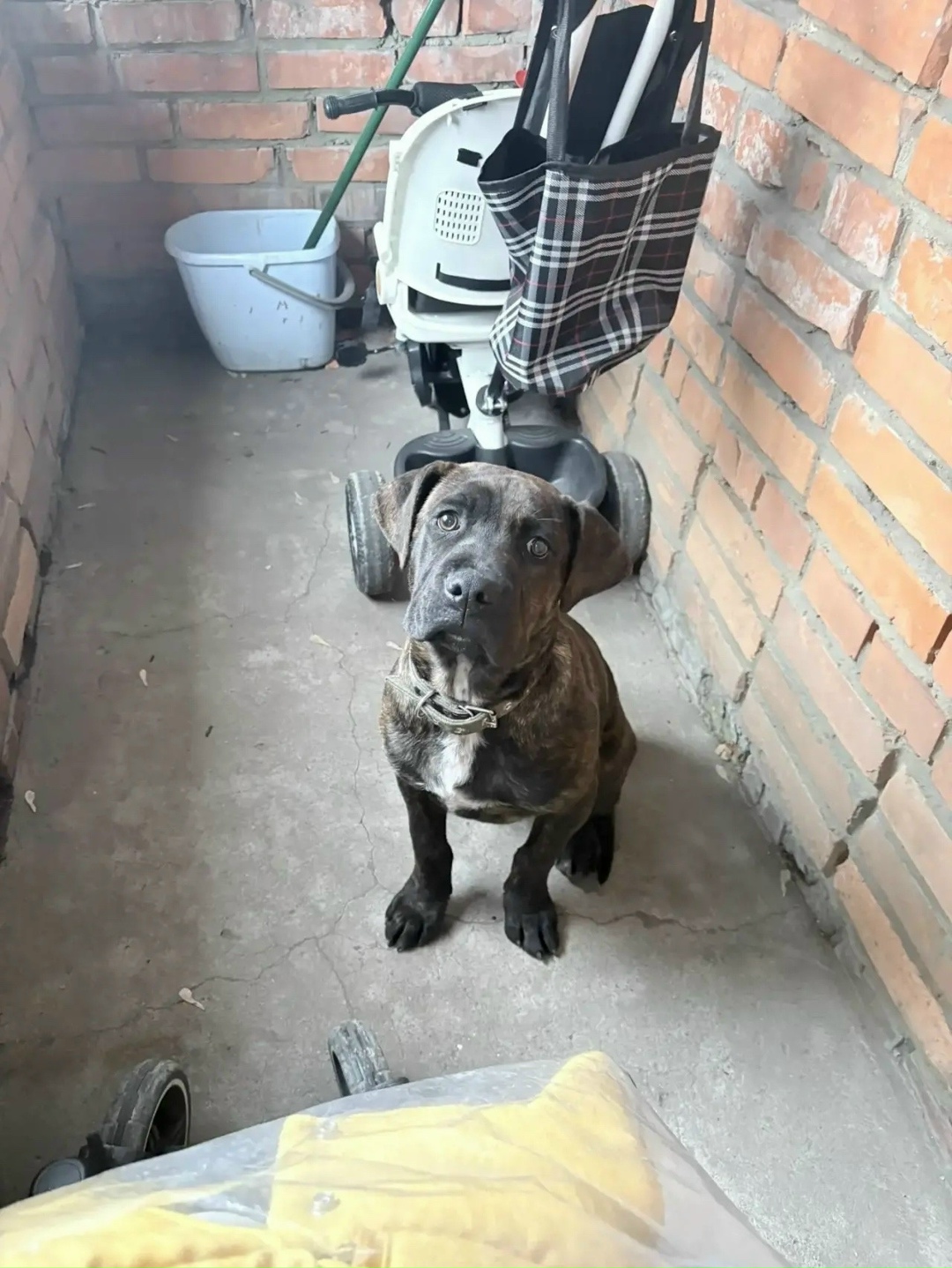 Найдена собака в Туле — фото объявления