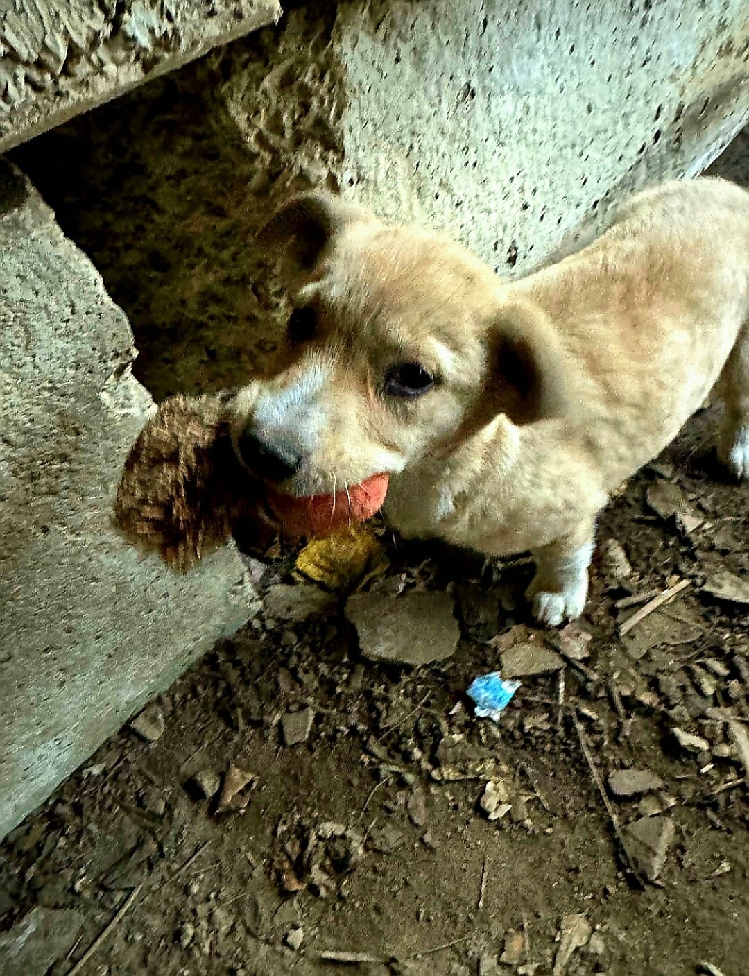Найдена собака в Туле — фото объявления