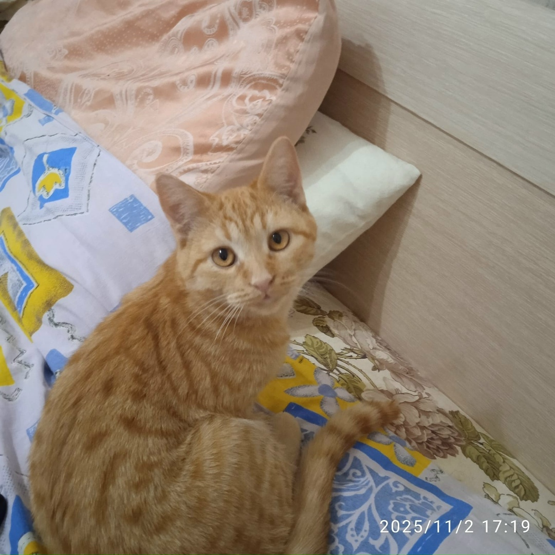 Найдена кошка в Туле — фото объявления