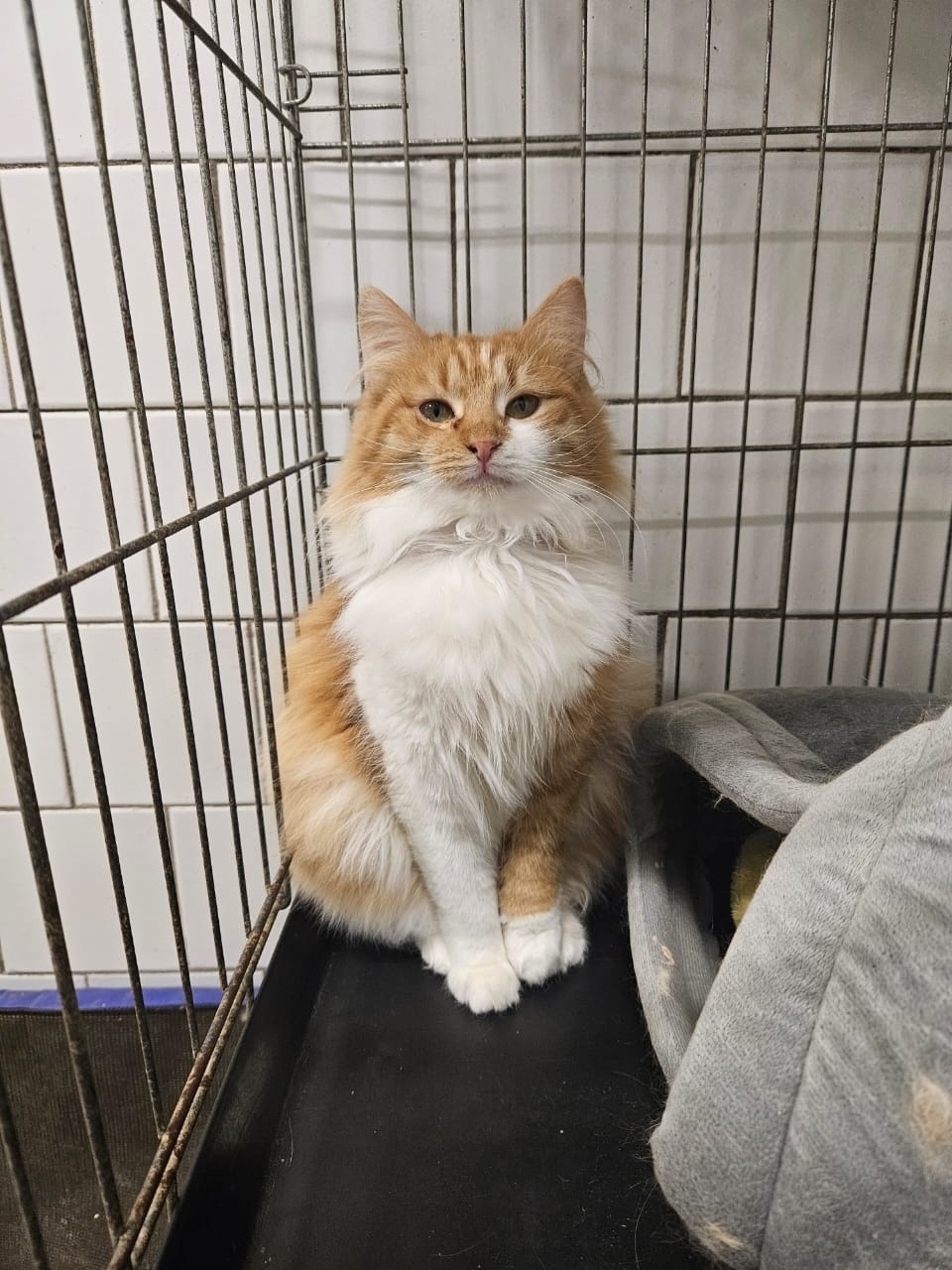 Найдена кошка в Туле — фото объявления