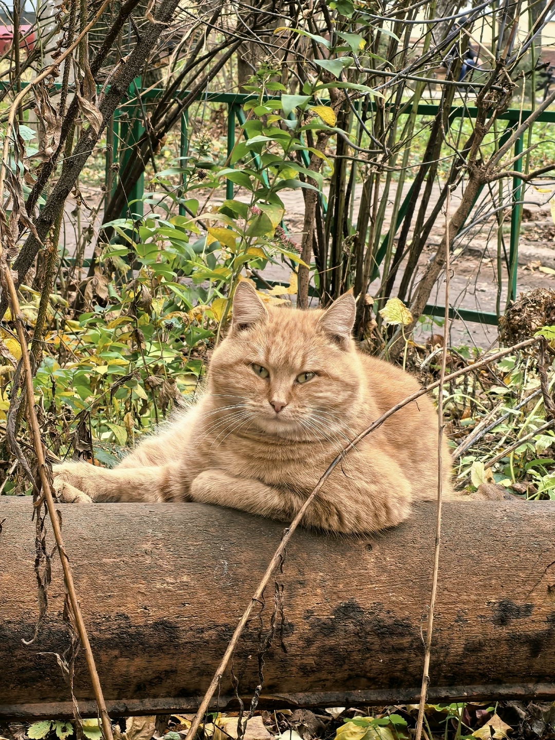 Найдена кошка в Туле — фото объявления