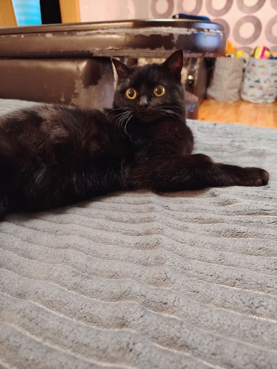 Найдена кошка в Туле — фото объявления