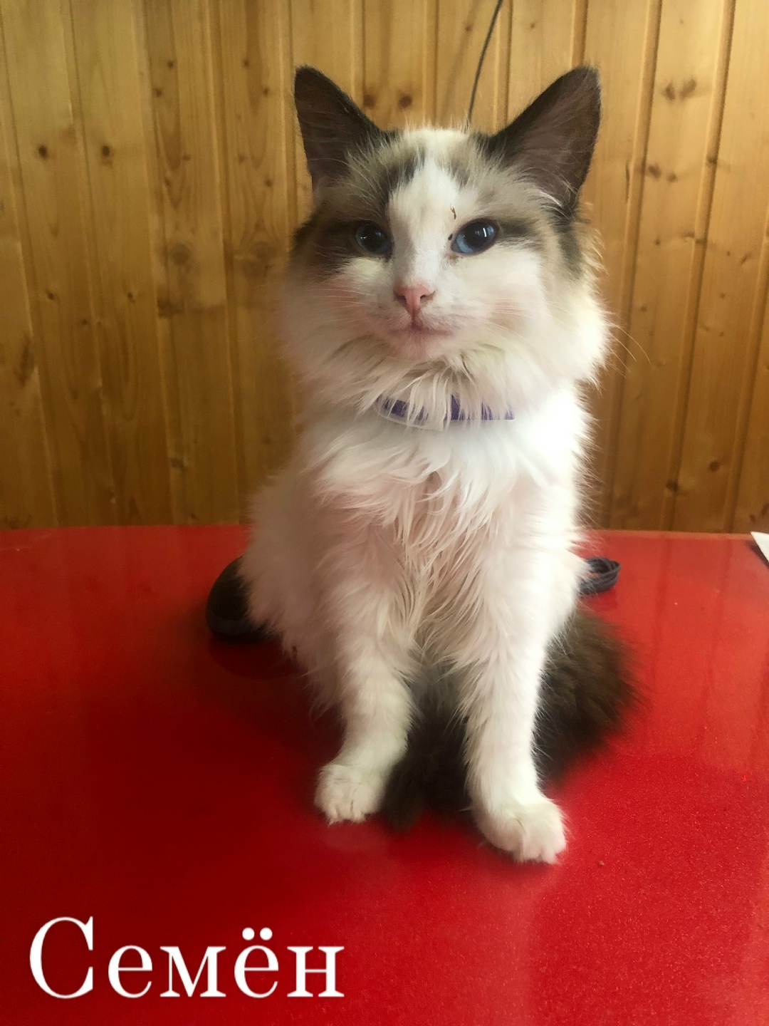 Пропала кошка в Туле — фото объявления