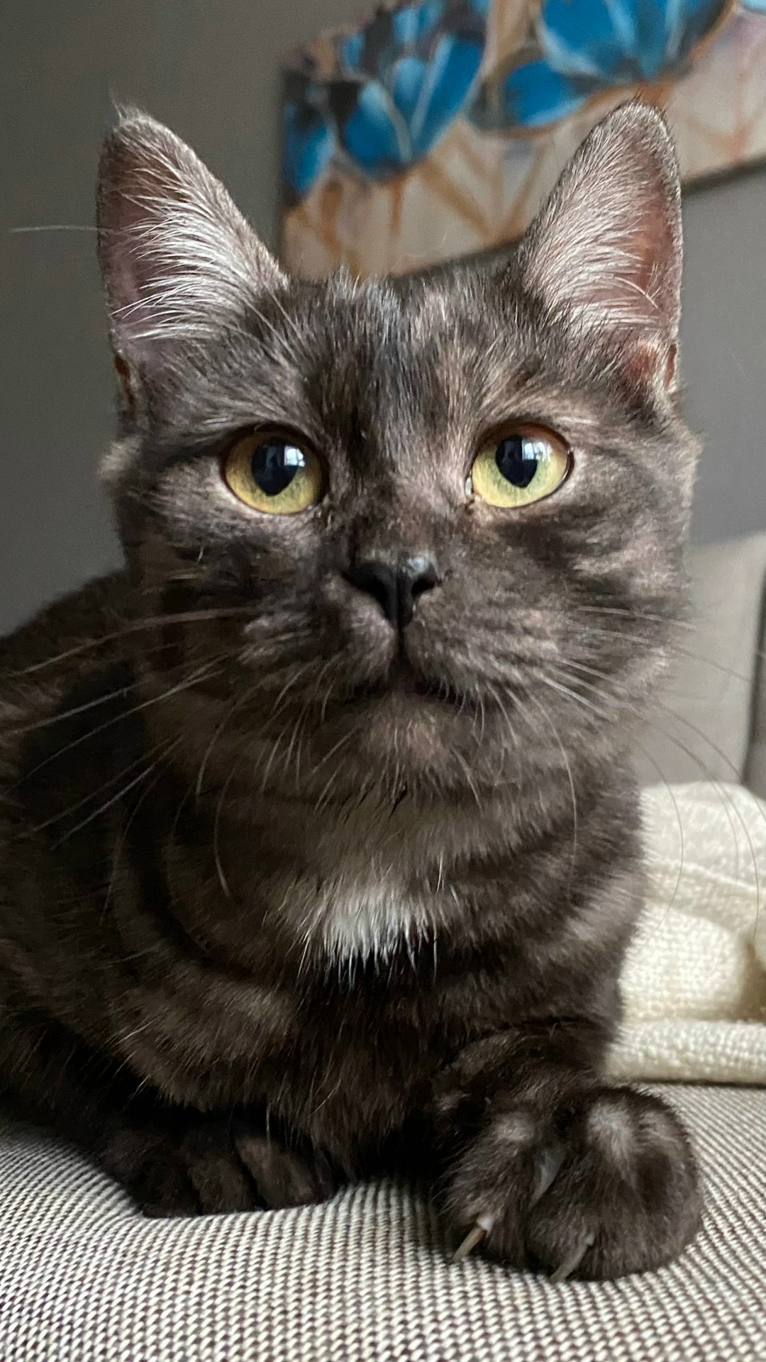 Найдена кошка в Туле — фото объявления