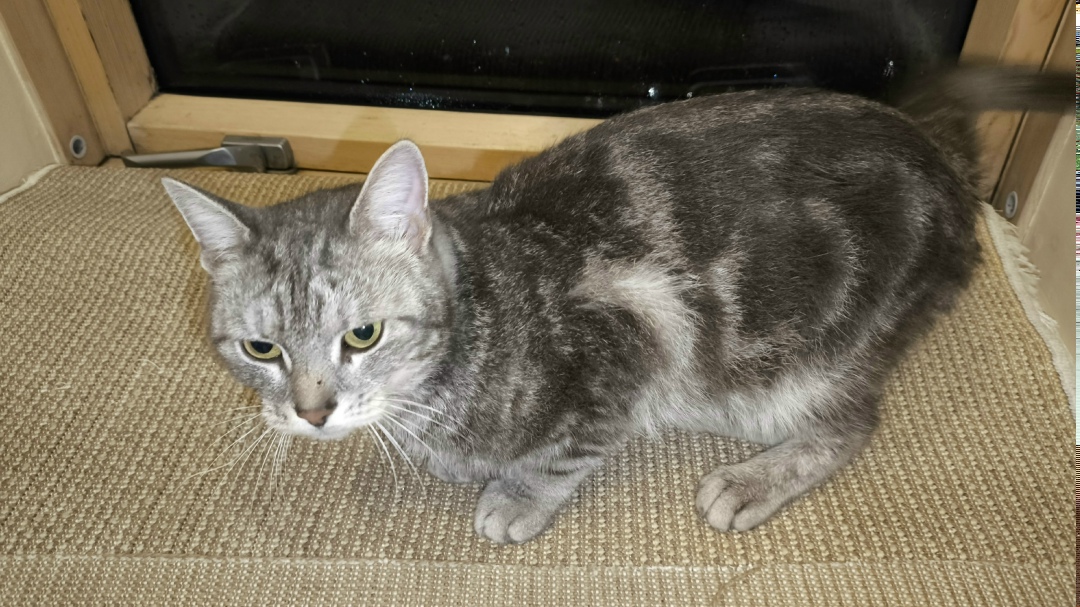 Найдена кошка в Туле — фото объявления