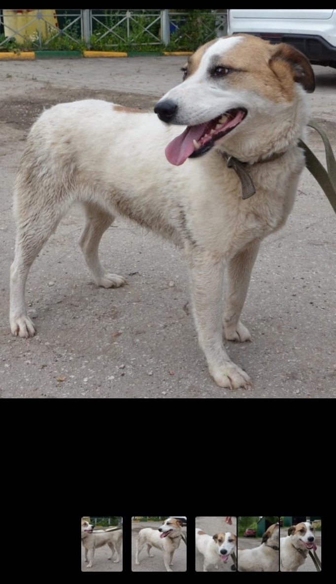 Пропала собака в Туле — фото объявления