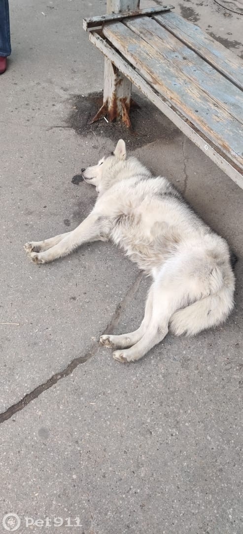 Пропала собака в Туле — фото объявления