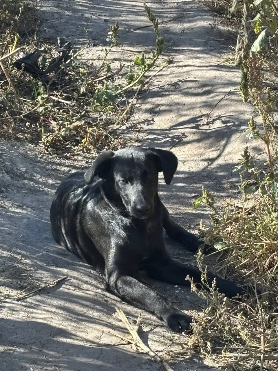 Найдена собака в Туле — фото объявления