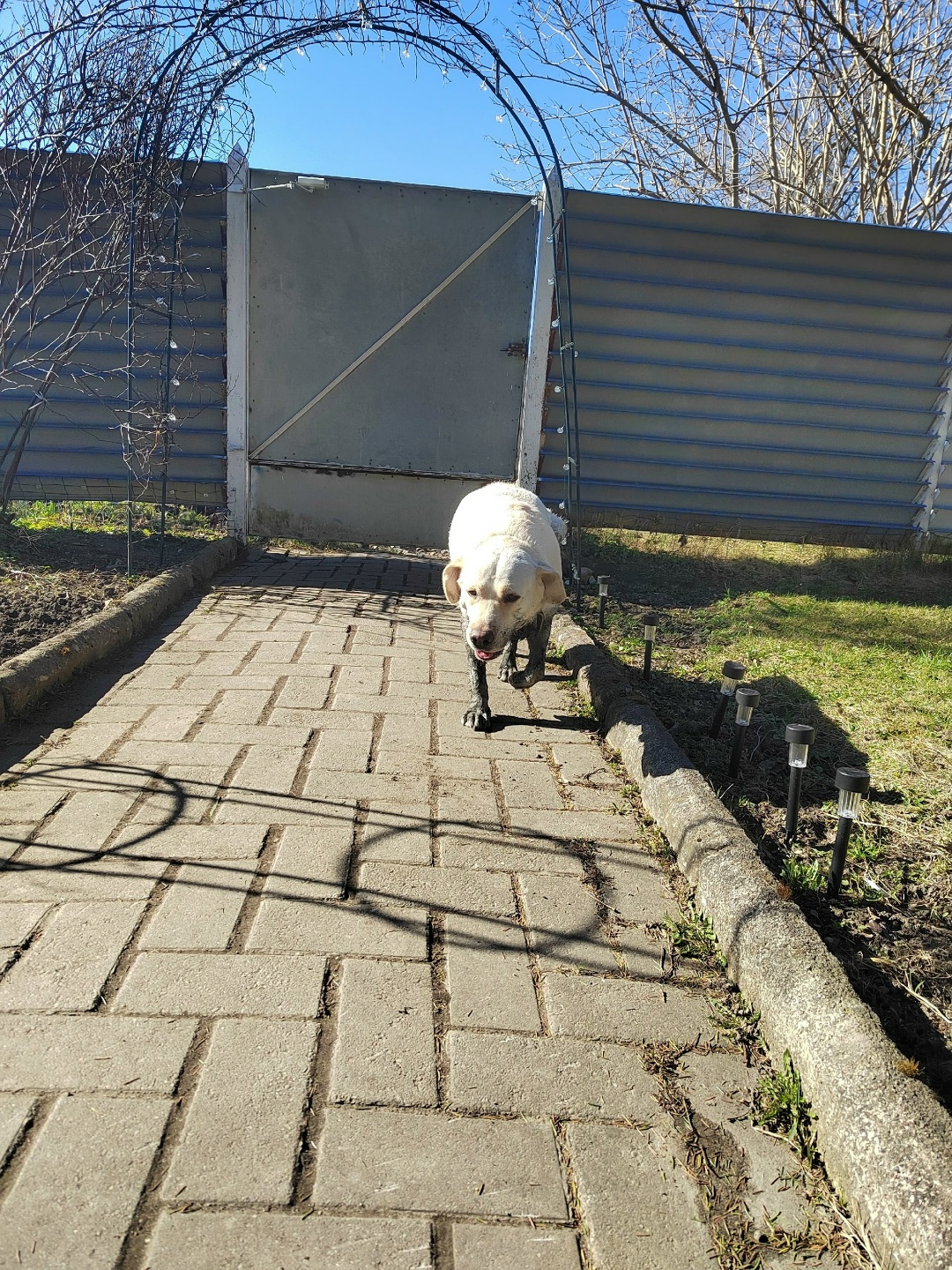 Найдена собака в Калининграде — фото объявления