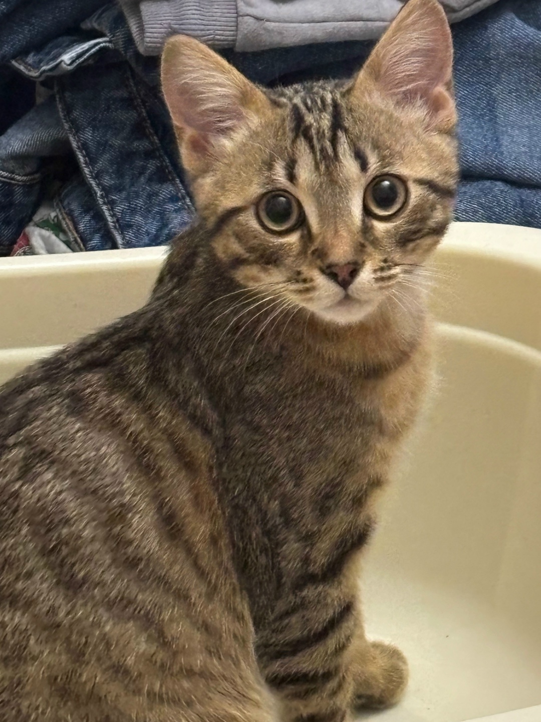 Пропала кошка в Калининграде — фото объявления