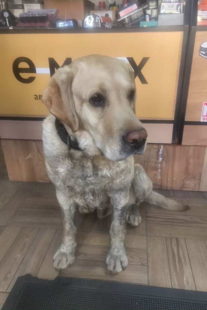 Найдена собака в Калининграде — фото объявления