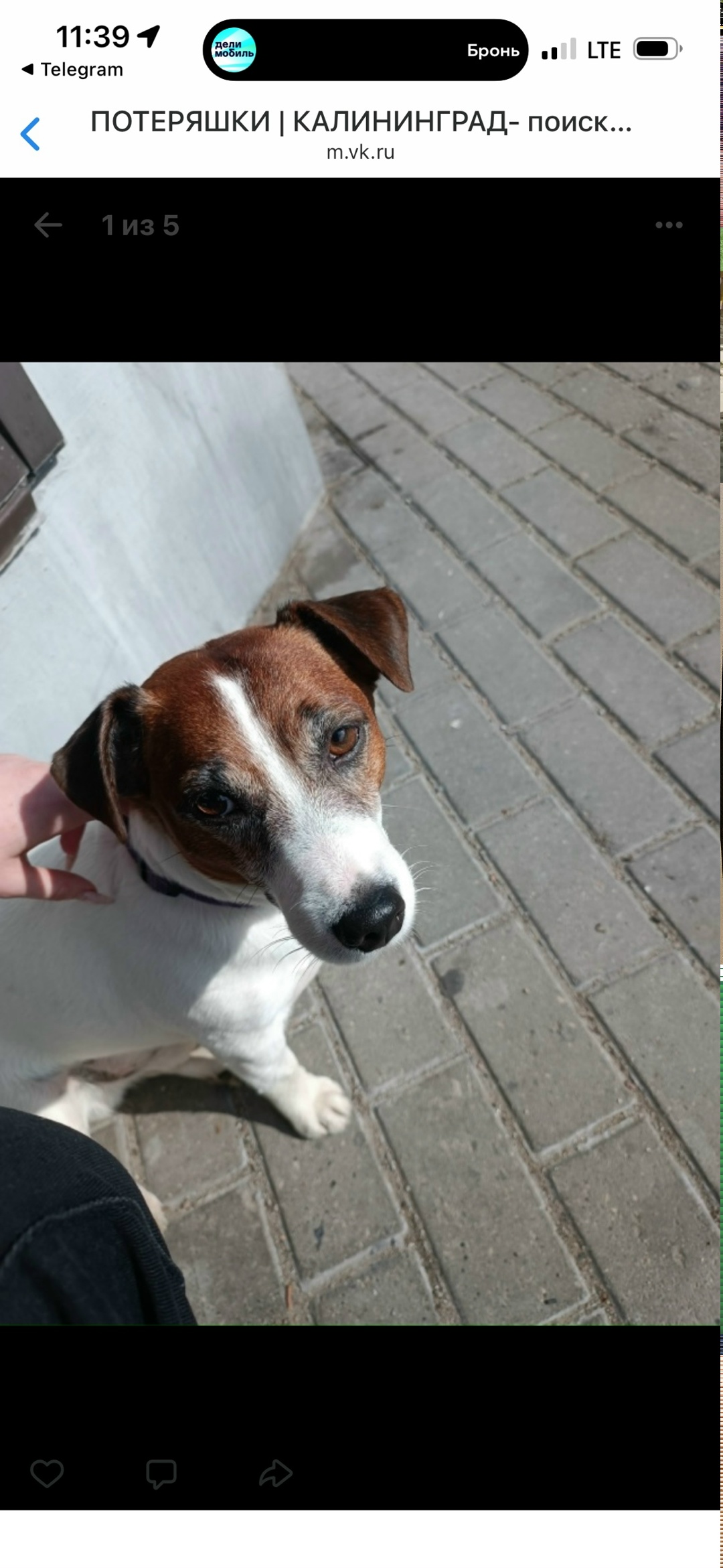 Найдена собака в Калининграде — фото объявления