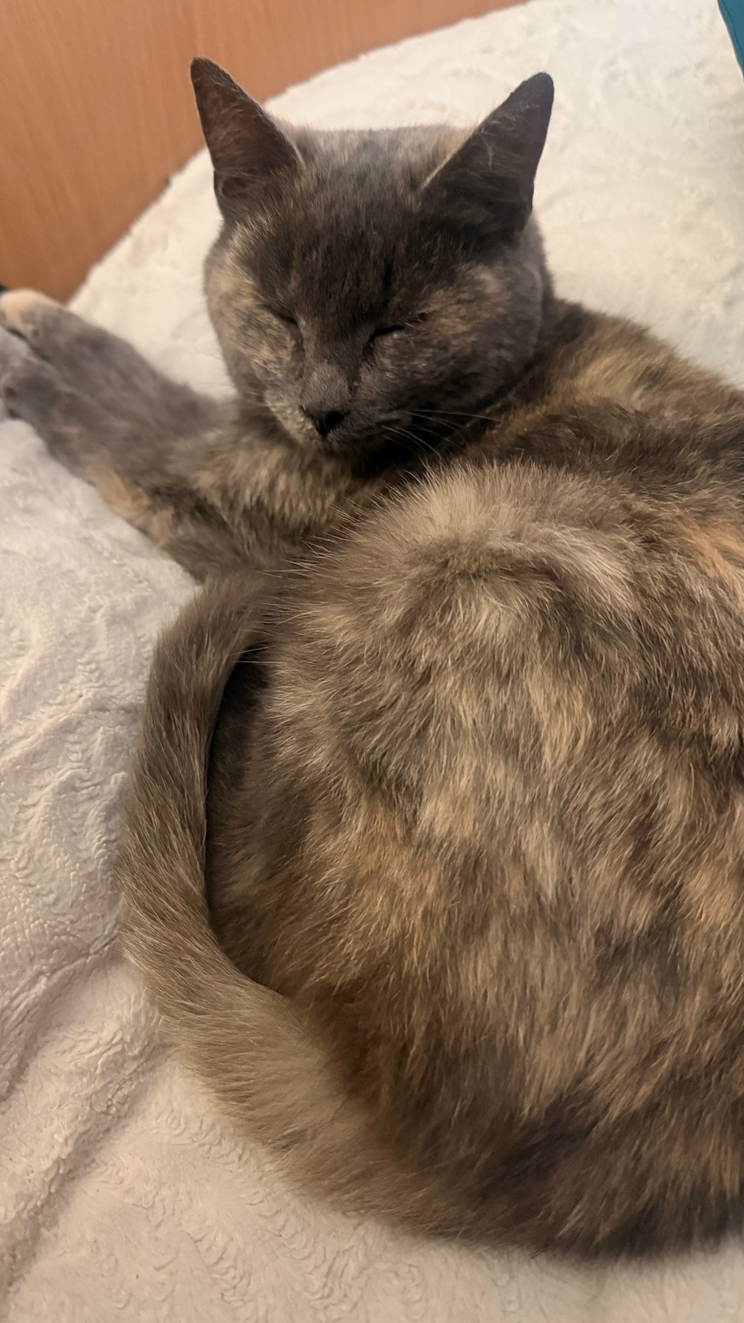 Найдена кошка в Калининграде — фото объявления