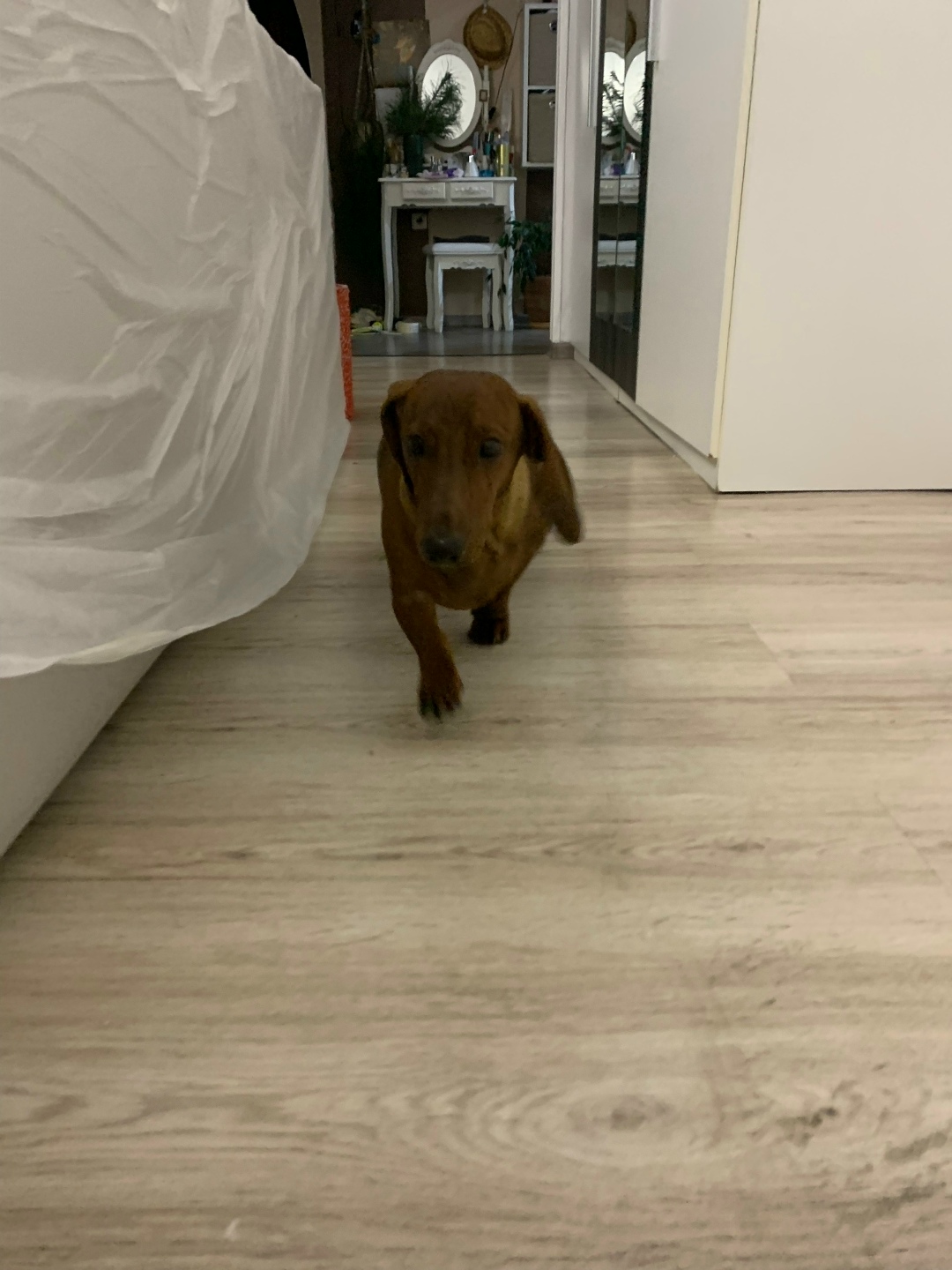 Найдена собака в Калининграде — фото объявления