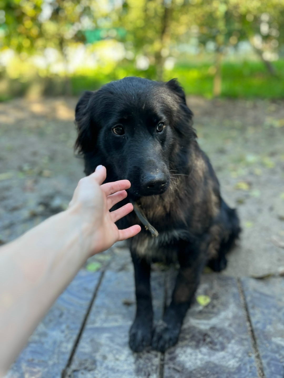 Найдена собака в Калининграде — фото объявления