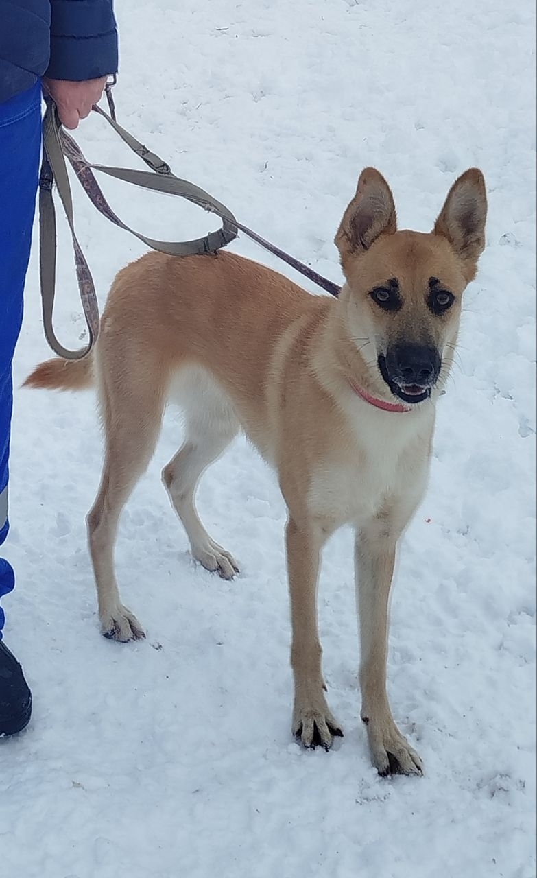 Пропала собака в Калининграде — фото объявления