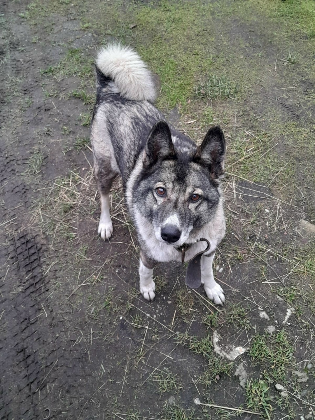 Найдена собака в Калининграде — фото объявления