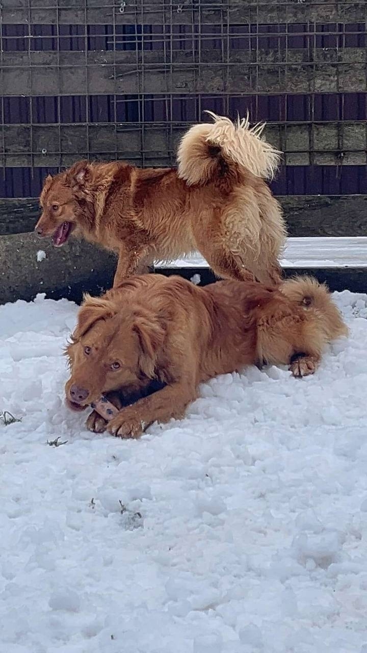 Пропала собака в Калининграде — фото объявления