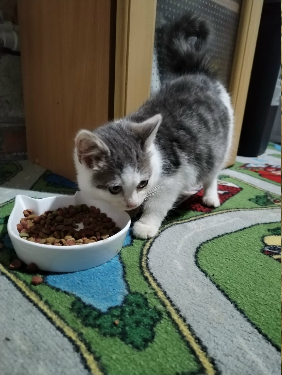 Найдена собака в Калининграде — фото объявления