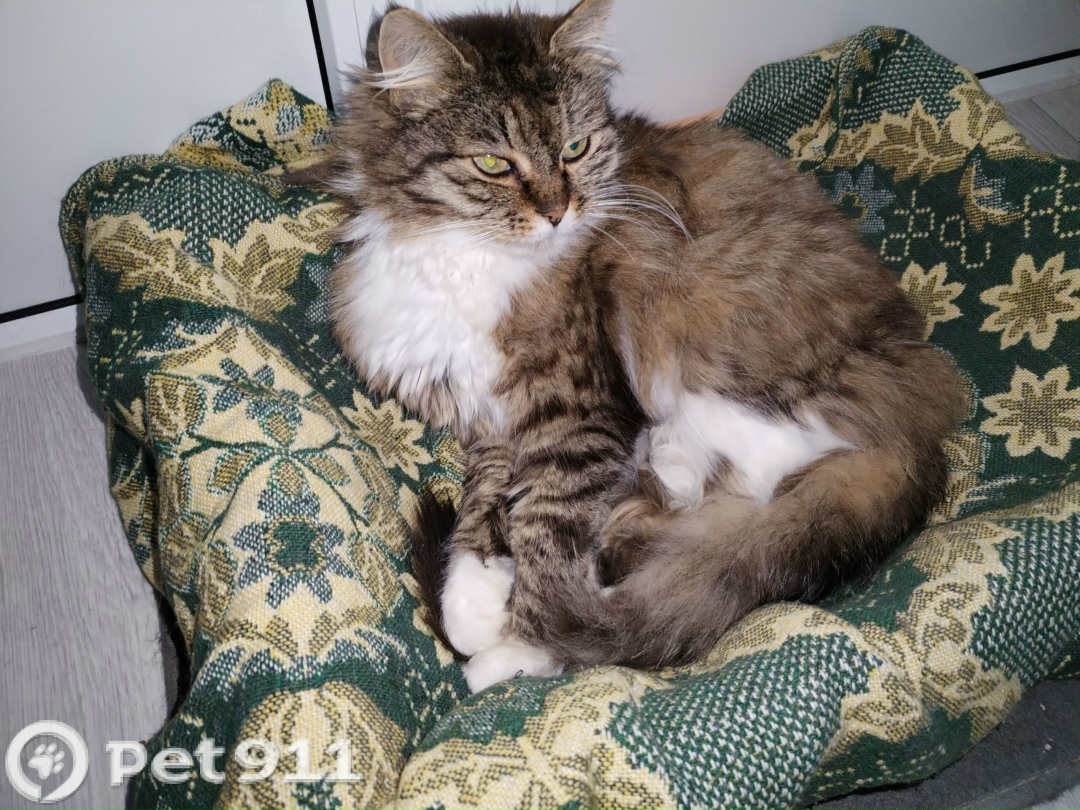 Найдена кошка в Калининграде — фото объявления