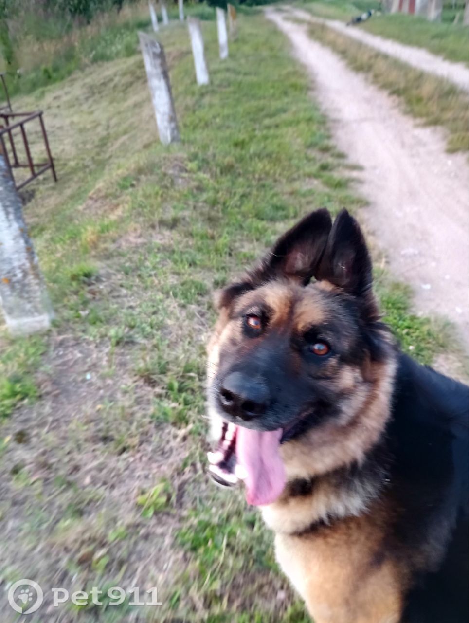 Пропала собака в Калининграде — фото объявления