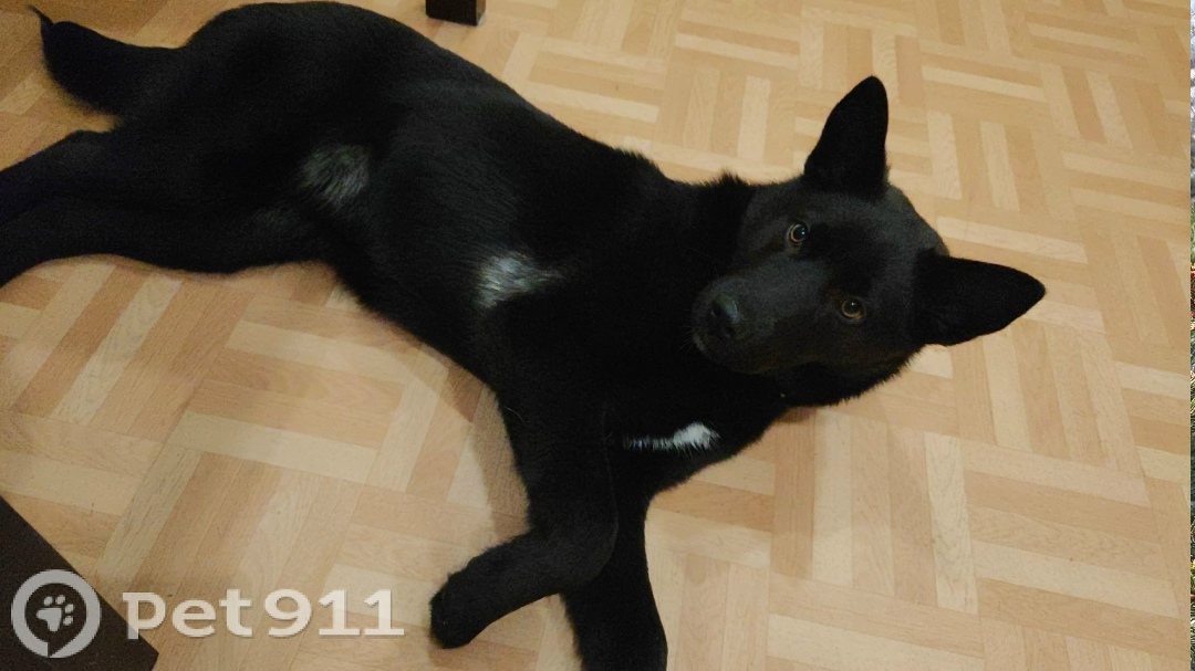 Найдена собака в Калининграде — фото объявления