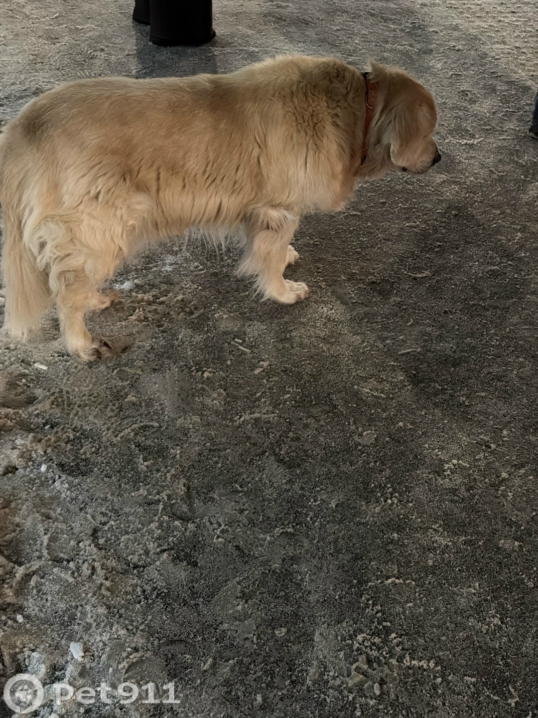 Найдена собака в Калининграде — фото объявления