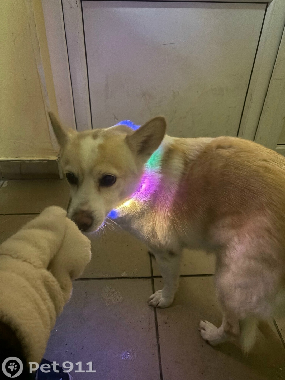 Найдена собака в Калининграде — фото объявления