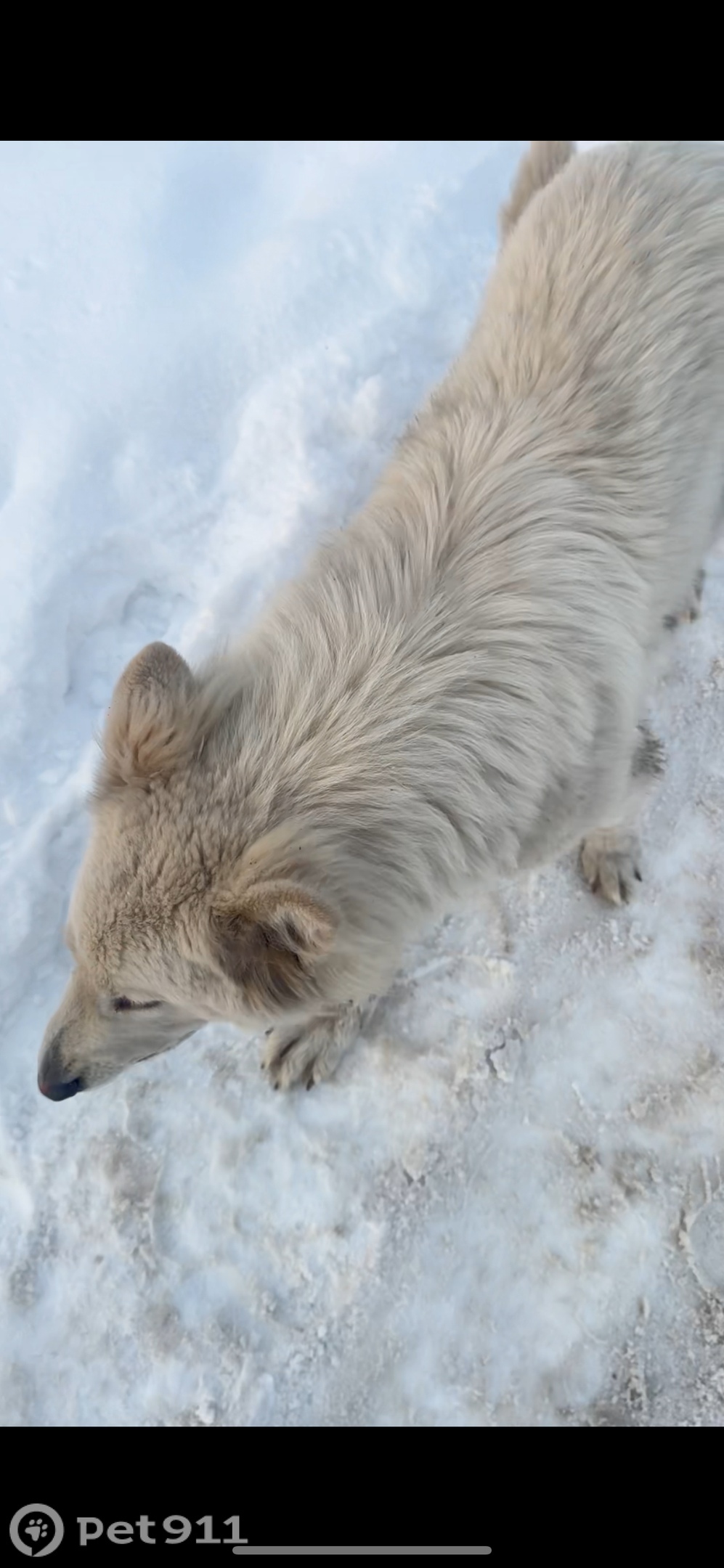 Найдена собака в Калининграде — фото объявления