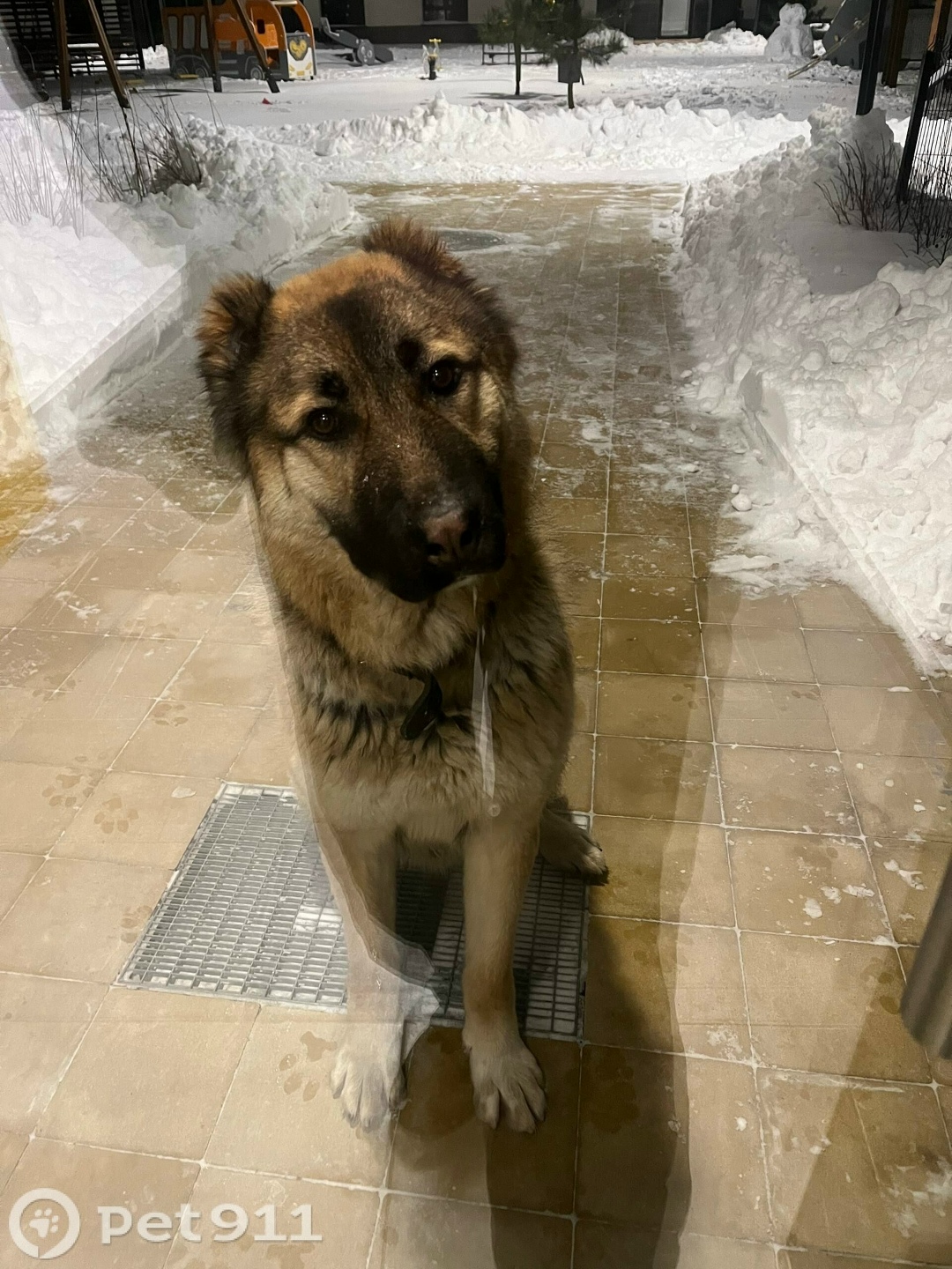 Найдена собака в Калининграде — фото объявления