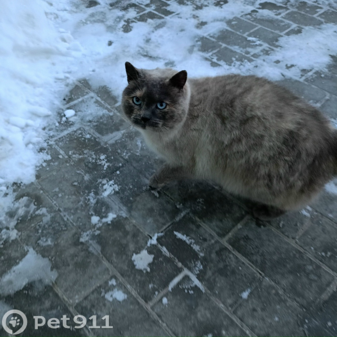 Найдена кошка в Калининграде — фото объявления