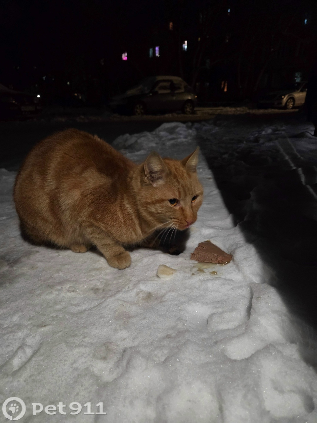 Найдена кошка в Калининграде — фото объявления