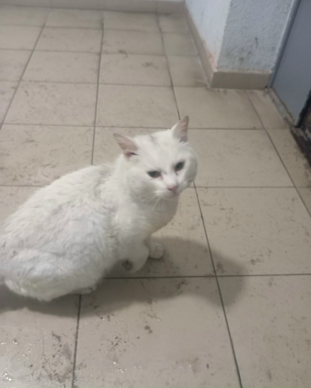 Найдена кошка в Калининграде — фото объявления