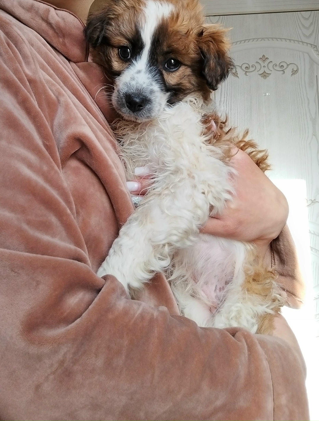 Найдена собака в Калининграде — фото объявления