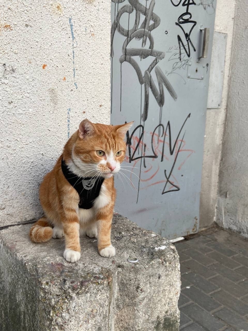 Найдена кошка в Калининграде — фото объявления